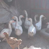 قوقاز پرو پاچه دار درشت بالغ|حیوانات مزرعه|گنبد کاووس, |دیوار