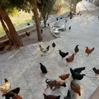 ۵۵تاجوجه مرغ ۵ ماهه