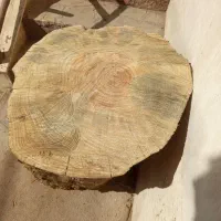 تنه درخت کاج