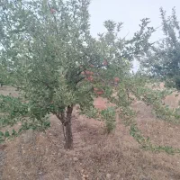 فروش باغ هزارمتری با سهمیه آب و درخت ده ساله|فروش زمین و ملک کلنگی|شیراز, کودیان|دیوار