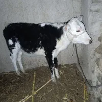 گوساله ماده|حیوانات مزرعه|سراوان, |دیوار