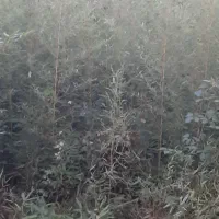 نی خیزران یا بامبو|گل و گیاه طبیعی|لاهیجان, لیل|دیوار