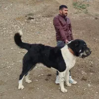 آلابای کائو