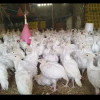 جوجه بـوقلمون بـیـوتی فقط ۵۵۰ هزار