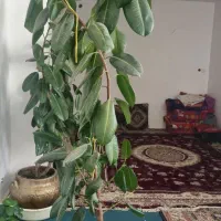 گل فیکوس سرحال قد دو متر