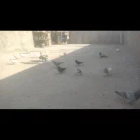 کبوتر نقش