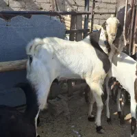 فروش سه راس بز نر پاکستانی