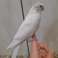 عروس هلندی آلبینو