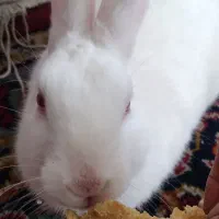 حیوان خانگی خرگوش|موش و خرگوش|رفسنجان, |دیوار