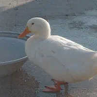 دو تا اردک نر برزگ گوشتی