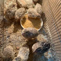 فروش فوری بلدرچین