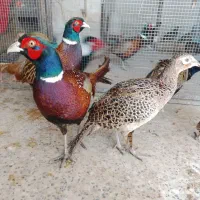 مرغ و خروس محلی قرقابل  امریکایی