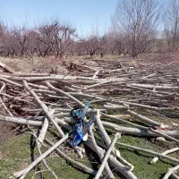 خریدار انواع چوب