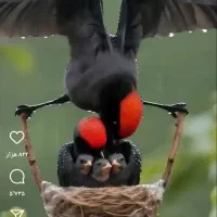 ذهن