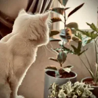 گربه پرشین ۱ ساله|گربه|یزد, |دیوار