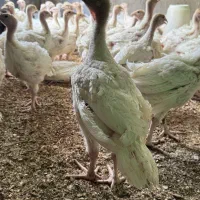 نیمچه جوجه بوقلمون بیوتی ۴۰ روزه|حیوانات مزرعه|تهران, کن|دیوار