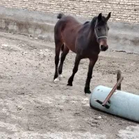 اسب