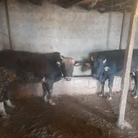 ۱۰ عدد گاو گوساله نر کردی و دورگ|حیوانات مزرعه|رستمآباد, |دیوار