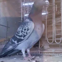 پلاکی مسافتی