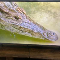 تلوزیون ۵۵|تلویزیون و پروژکتور|تهران, فلاح|دیوار