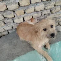 واگذاری سگ پا کوتا  ماده|سگ|آزادشهر, |دیوار