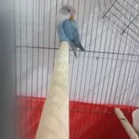 طوطی کوتوله سخنگو معاوضه هم میکنم