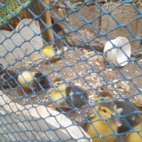 جوجه اردک روسی یا اسراییلی