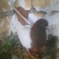 کفتر|پرنده|زنجان, |دیوار