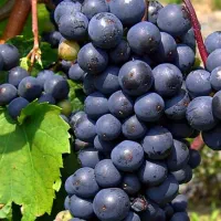 فروش  انواع نهال انگور خارجی و ایرانی