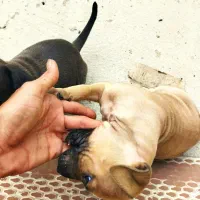 واگذاری سگ پیتبول|سگ|فاضل آباد, |دیوار