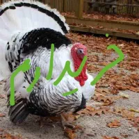 بوقلمون نر 2سال محلی|حیوانات مزرعه|بانه, |دیوار