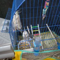 یک جفت عروس هلندی وایت فیس بالغ|پرنده|خورموج, |دیوار