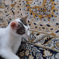 گربه کاملاً رایگان