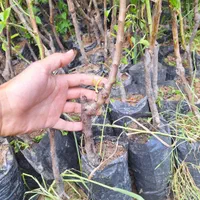 بادام نهال و درخت|خدمات باغبانی و درختکاری|فلاورجان, |دیوار