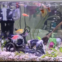 آکواریوم عروسک با متعلقات کامل رایگان|ماهی|رشت, دیانتی|دیوار