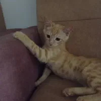 گربه گم شده