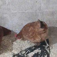 ۳۰ عدد مرغ دانه ای ۴۵۰|حیوانات مزرعه|ماکلوان, |دیوار