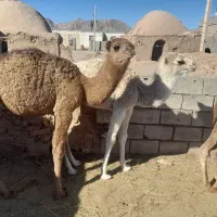 هاشی لوکی هر سه نر میباشد|حیوانات مزرعه|طبس, |دیوار