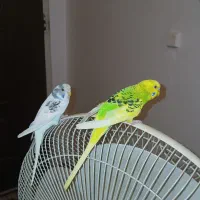 جفت مرغ عشق دستی‌ دم تخم