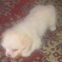 واگذاری توله سگ 2ماهه