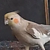 عروس هلندی