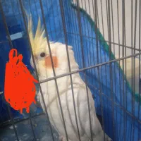 عروس هلندی سفید