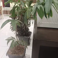 گل آپارتمانی یوکا،بنجامین آمستل،شفلرا آرالیا