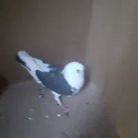 گرون شدن گندم