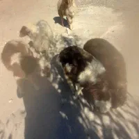 گوسفندو‌بره