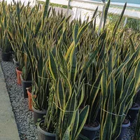 گلخانه ابریشم|گل و گیاه طبیعی|گوراب زرمیخ, |دیوار