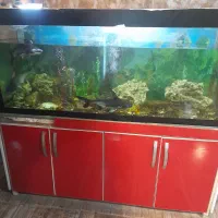 اکواریوم بزرگ