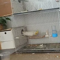 پرنده عروس هلندی با جوجه و تخم|پرنده|مشهد, میعاد (شهرک غرب)|دیوار