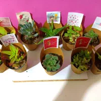 گیفت روز دختر گل کاکتوس