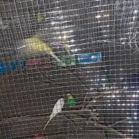 فروش مرغ عشق نرو ماده و فنج